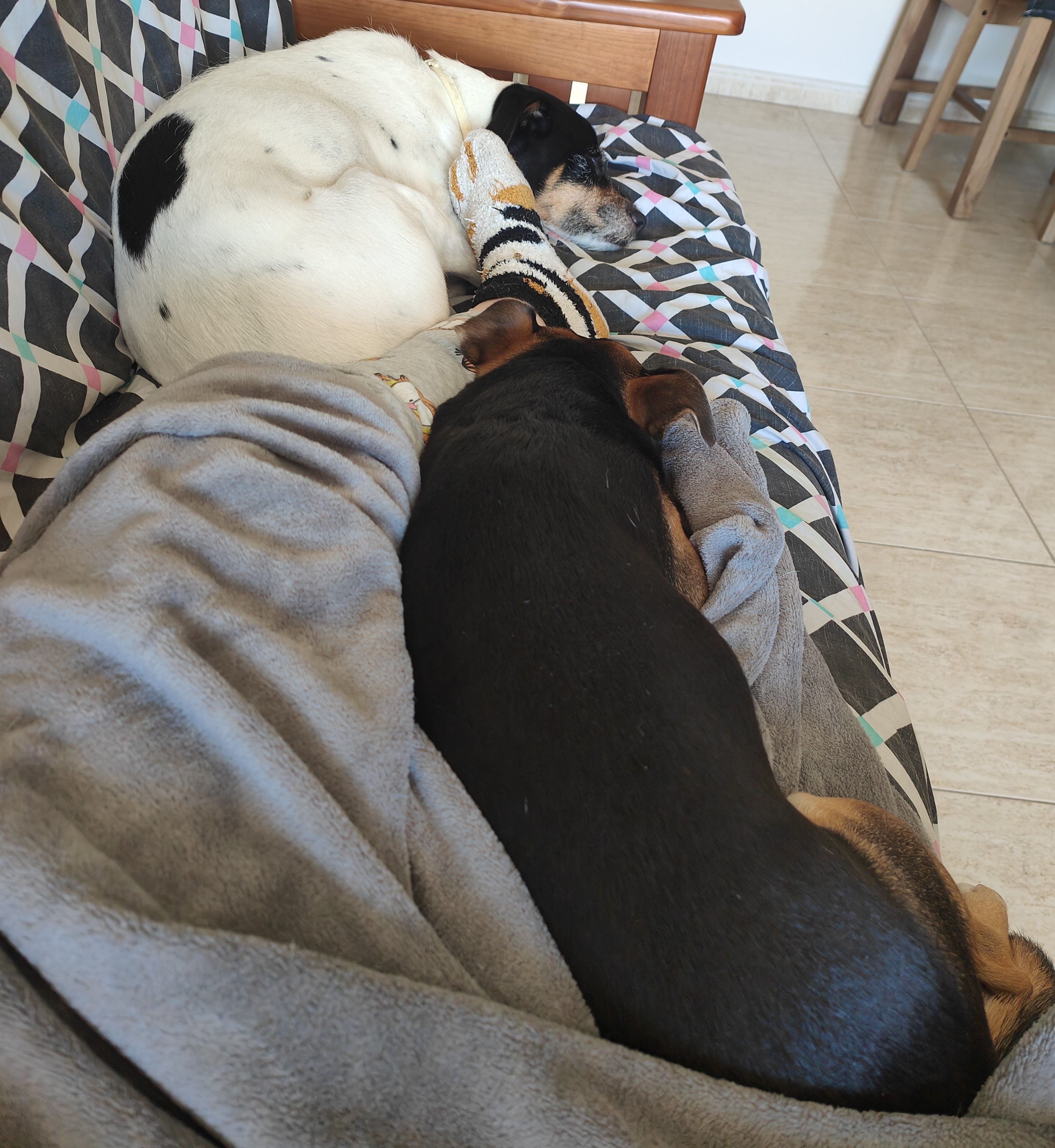 Mascota en guardería en casa